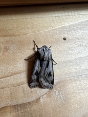 Agrotis chretieni