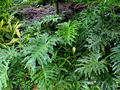 Thaumatophyllum bipinnatifidum