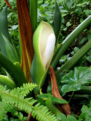 Thaumatophyllum bipinnatifidum