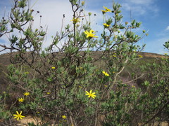 Othonna coronopifolia