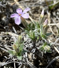 Phlox alyssifolia
