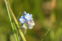 Myosotis arvensis