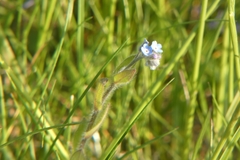 Myosotis arvensis