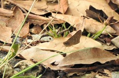 Cymaenes lepta