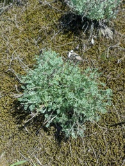 Artemisia taurica