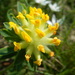 Anthyllis vulneraria - Photo (c) Thomas Horvath,  זכויות יוצרים חלקיות (CC BY-NC), uploaded by Thomas Horvath
