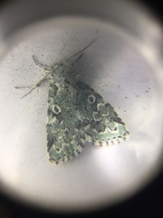 Bryolymnia viridata