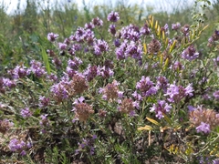 Thymus pallasianus