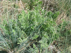 Astragalus dasyanthus