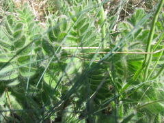 Astragalus dasyanthus