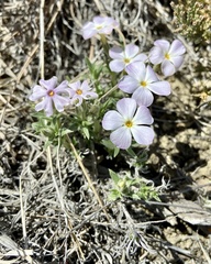 Phlox alyssifolia