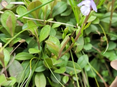 Polygala calcarea
