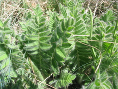 Astragalus dasyanthus