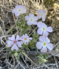 Phlox alyssifolia