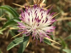 Centaurea iberica