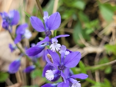Polygala calcarea
