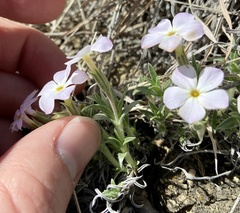 Phlox alyssifolia