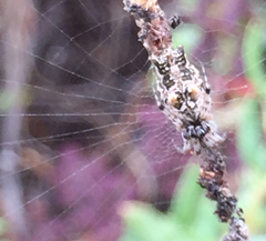 Cyclosa berlandi
