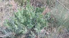 Astragalus dasyanthus