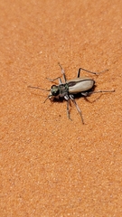 Cicindela albissima