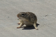 Ictidomys parvidens