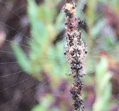 Cyclosa berlandi