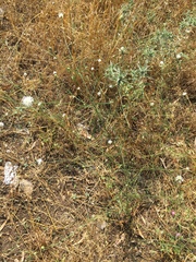 Cephalaria joppensis