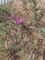 Astragalus varius