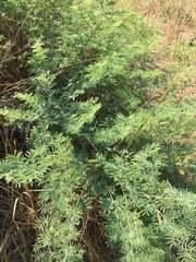 Prosopis farcta