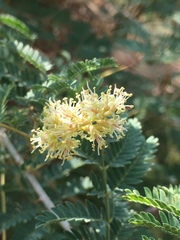 Prosopis farcta