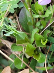 Polygala calcarea