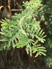 Prosopis farcta