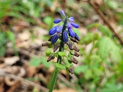 Muscari neglectum