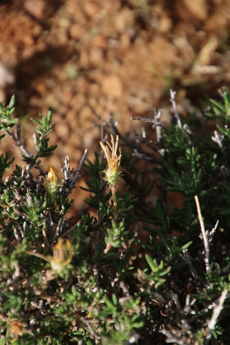 Image of Gorteria alienata by (c) Tony Rebelo, some rights reserved (CC BY-SA)