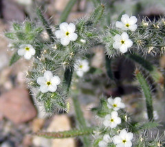 Cryptantha utahensis
