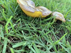Fungi