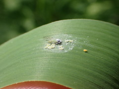 Rhopalosiphina