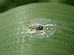 Rhopalosiphina