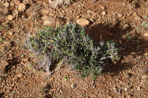 Image of Gorteria alienata by (c) Tony Rebelo, some rights reserved (CC BY-SA)