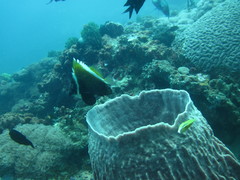 Heniochus varius