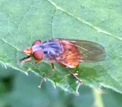 Rhingia rostrata
