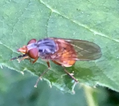 Rhingia rostrata