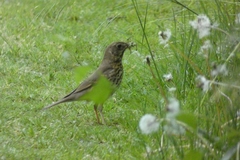 Turdus philomelos