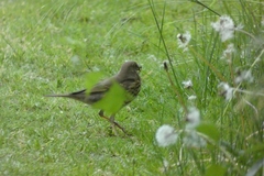 Turdus philomelos