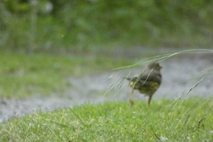 Turdus philomelos