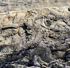Eriogonum pauciflorum