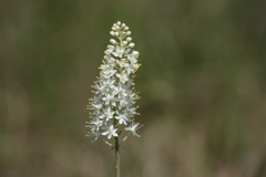 Stenanthium densum
