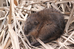 Ondatra zibethicus zibethicus