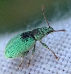 Phyllobius