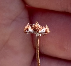 Eriogonum pauciflorum